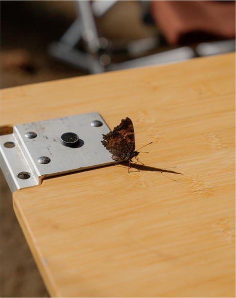 A butterfly resting on the edge of a wooden camp table