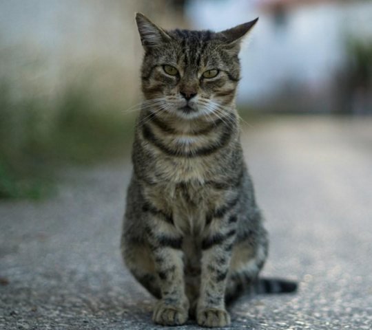 Бездомный кот на улице