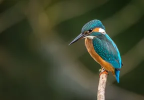 Kingfisher perched on a bare branch