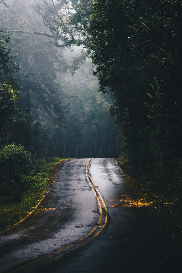 Wet road curving through a misty forest