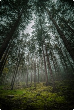 Dense wild forest landscape surrounded by lush greenery