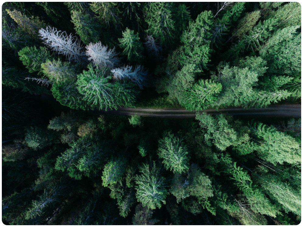 Aerial view of a snow-covered forest in a Nordic winter landscape
